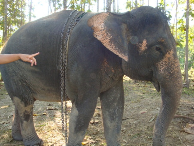 All the elephants were rescued from poor working conditions elsewhere