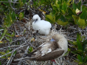 Red footed boobie and her chic