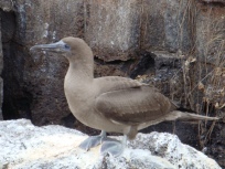younger juvenile
